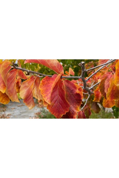 Залізне дерево